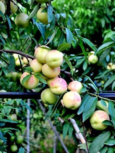 Pianta di Pesco - Pesca noce - Merendella di Agosto in vaso o fitocella