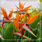 Strelitzia reginae, kältebeständige Zwiebeln, Strelitzia reginae-Pflanze, hohe Überlebensrate, lange Blütezeit, frische und hochwertige Zwiebeln, Paradiesvogel-3 zwiebeln