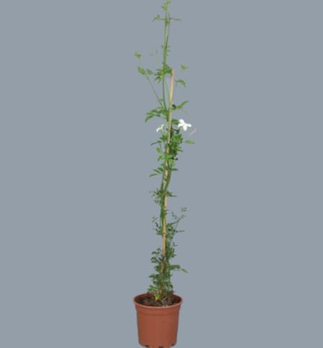 Planta natural Jazmin Real, 90 cm. Jasminum grandiflorum. Trepadora aromática de flores blancas, muy fragante, ideal para jardines y pérgolas soleadas. Segura Garden.