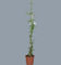 Planta natural Jazmin Real, 90 cm. Jasminum grandiflorum. Trepadora aromática de flores blancas, muy fragante, ideal para jardines y pérgolas soleadas. Segura Garden.