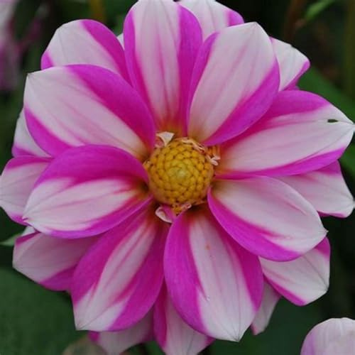 Rizomas de dalia Fragancia exquisita. perenne. Adaptable. Puro amor.Resistente al frío.-6 Rizoma-E