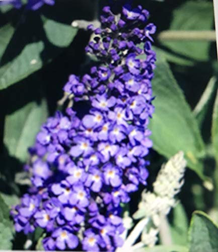 Portal Cool Buddleia Chevalier Noir Papillon Bush Arbuste dans 5L Pot Ronde