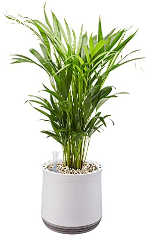 AIRY Pot M mit Goldfruchtpalme & 6-L Airy Base Substrat • Natürlicher Luftreiniger filtert Schadstoffe, Allergene & Gerüche • Ideal für Räume mit ca. 20qm • Made in Germany, 2306-607 antikweiss-grau