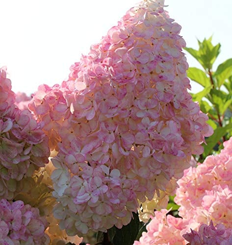 Hochstamm Rispenhortensie Sunday Fraise® 60-80cm - Hydrangea paniculata