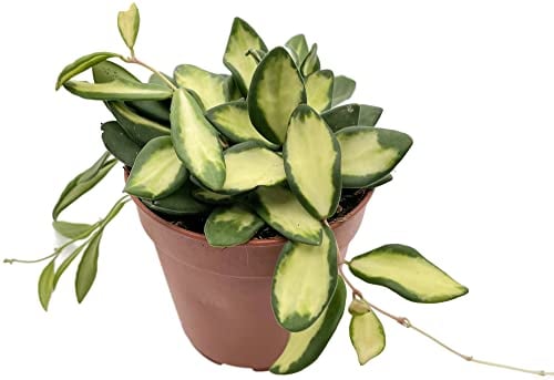 Fangblatt - Hoya DS 70 - Porzellanblume/Wachsblume mit buntem Laub - exotische Zimmerpflanze zum Hängen