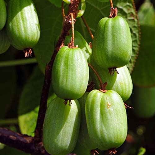 Actinidia Sentyabraskaya weiblich 1L Pflanze für Anfänger und professionelle Gärtner - Ideal für Kleingarten, Garten - Schöne Pflanze mit ungewöhnlichen Blüten - Genießen Sie jeden Tag ihre Farben