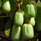 Actinidia Sentyabraskaya weiblich 1L Pflanze für Anfänger und professionelle Gärtner - Ideal für Kleingarten, Garten - Schöne Pflanze mit ungewöhnlichen Blüten - Genießen Sie jeden Tag ihre Farben