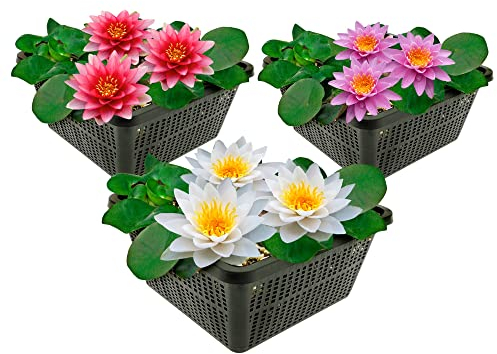vdvelde.com - Große Seerosen - 3 Farben - - Kombi-Set- 3 Pflanzen- Platzierung: -10 bis -100 cm