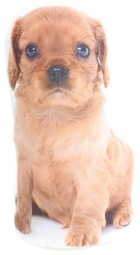 Splosh Adopt A Doorstop Puppy. Ruby The Spaniel Dog Door Stop. Door Stoppers for Kids. Dog Bedroom, Room Decor & Home Decor.