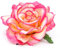 Wisafory 20 Stück Künstliche Blumenköpfe Rosen Blütenköpfe RosenKöpfe Kunst Blumen Rosen Köpfe Kunstblumen Rosen Seidenblumen Dekoration für Hochzeit Party DIY Basteln 11 cm Rosa-beige