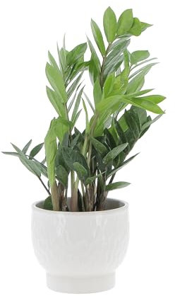 KENTIS - Zamioculcas Zamiifolia - Piante Vere da Appartamento - Pianta Purifica Aria da Interno - Facile Cura - H 25-35 cm Vaso Ø 12 cm