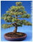 Tropica – Lärche Larix von Europa (deocideus) – 75 graines- Bonsai