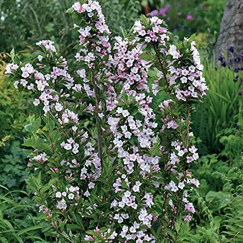 Weigela Towers of Flowers Apple Blossom - Rose Weigela | Deciduous Potted Garden Shrub for Sale (15-30cm (Incl. Pot))