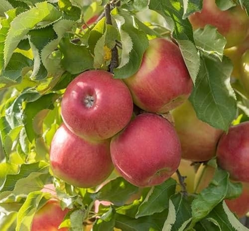 Apfelbaum `Jonagold´, Niedrigstamm (kleinbleibend), wurzelnackt, Liefergöße ca. 120-140cm