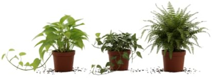 Pack DECOALIVE Verde Natural Poto, Hiedra y Helecho Regalo Ideal para Amantes de las Plantas