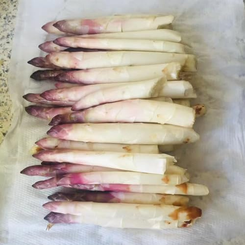 spargel wintergemüse anzucht kaufen gemüsesaat kübelpflanzen bio 40samen