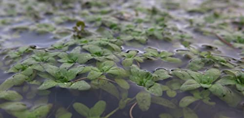 Lincolnshire Pond Plants Ltd Callitriche Stagnalis (Starwort) Oxygenating Pond Plant - Fish or Wildlife Pond and bog Aquatic Plants - 10 Bunches