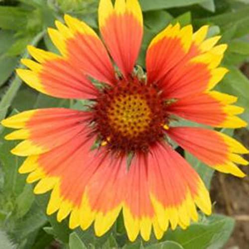Haloppe 100 Unids Gaillardia Pulchella Flores Plantas Semillas para Plantación de Jardín en Casa, Gaillardia Pulchella Semillas para Balcón Semillas