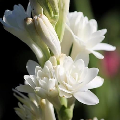 Tuberose zwiebeln,winterharte,Tuberose zwiebel Winterhart MehrjäHrig,Staude TOP SORTE,Tuberose Zwiebel,Tuberose pflanze winterharte Blumenzwiebel,tuberose bulb,tuberose pflanze.-6zwiebeln-D