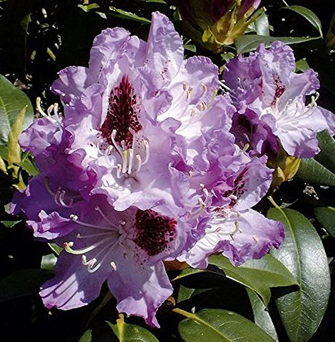INKARHO - Großblumige Rhododendron Blue Peter 30-40cm - Alpenrose - Gartenpflanze