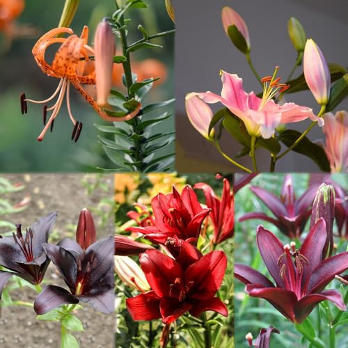 4 pcs lilien zwiebeln kaufen - blumenzwiebel balkon pflanze pflanzenkübel lilie baumlilien, kübelpflanzen blumen balkon zwiebeln blumenzwiebeln winterhart dachbegrünung frühlingsblüher