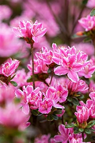 Japanische Azalee Rhododendron obtusum Kermesina Rose 30-40 cm winterhart