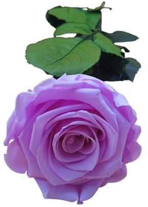 Genérico Rosa Eterna Morada Preservada. Color Morado Malva. Rosa Morada eterna. Rosas eternas moradas. Hecho en España.