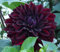Dahlienknolle : Dahlia - Deko Dahlien  Arabian Night  1 Knolle/Rhizom