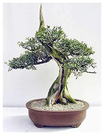 Olivenbaum Bonsai - Olea europaea ssp africana - wilde Olive - 5 Samen