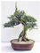 Olivenbaum Bonsai - Olea europaea ssp africana - wilde Olive - 5 Samen