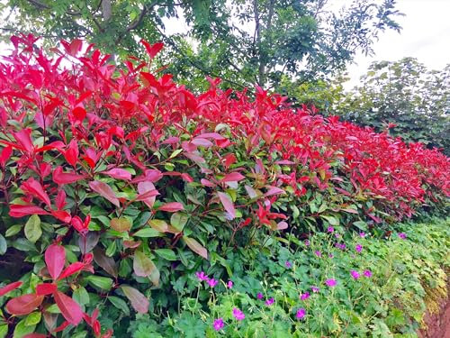 10 Red Robin Hedging Evergreen Plants Photinia Fast Growth Shrubs 40-60cm Potted by Sunnyside Nurseries