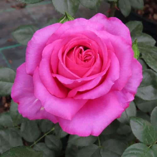 YouGarden Harkness 'Fab at 70' ® Birthday Rose Plant, Outdoor Garden Ready Roses, 70th Birthday, Flowering Pink Rose Bush, Milestone Celebration Gardening Flower Gifts for Her, In 4 Litre Pot