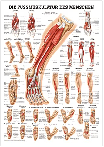 Rüdiger Die Fußmuskulatur Poster Anatomie 70x50 cm medizinische Lehrmittel