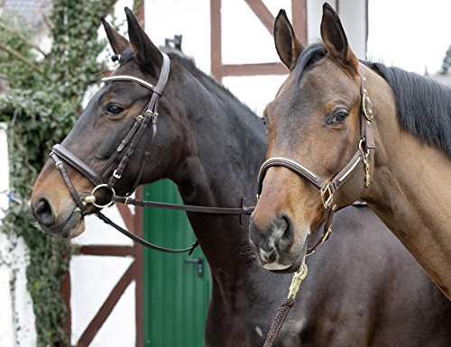 Halfter 'Clincher', Farbe:schwarz, Groesse:Warmblut