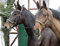 Halfter 'Clincher', Farbe:schwarz, Groesse:Warmblut