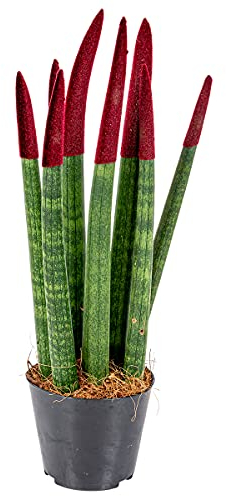 Bloomique - Sansevieria Velvet Touch - Langue de Belle-Mère - Plantes d’intérieur - Dépolluante - Très Facile à Entretenir - 20-30 cm de Haut - Pot 9 cm