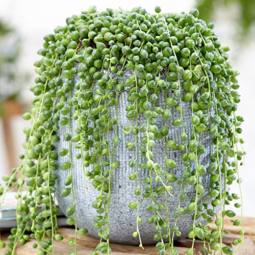 1 x Senecio Rowleyanus Cadente | Succulenta per Interni (20-30 cm incl. Vaso)
