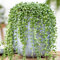 1 x Senecio Rowleyanus Cadente | Succulenta per Interni (20-30 cm incl. Vaso)