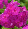Hohe Flammenblume Robert Poore - Phlox Paniculata