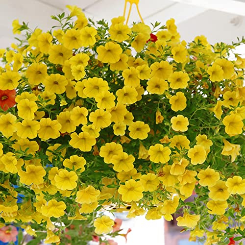 Petunien Samen Gelb - Petunia Hybrida - Balkon Blumen Balkonpflanzen Winterhart, Deko Blumen Samen, Gartendeko Für Draußen Balkon, Blumensamen Geschenke - 200 Stück (Gelb)