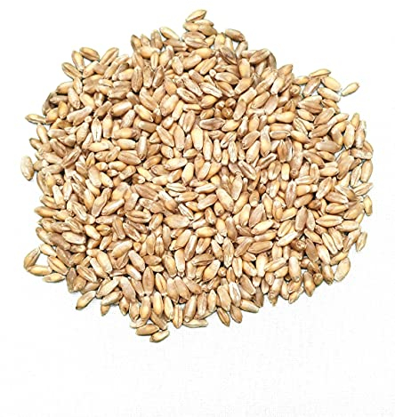 2,5 kg WIDU Bio Triticale Getreide ganzes Korn