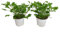 Geranio Antimosquitos Pack de 2 Geranio Limón Plantas Repelentes de Mosquitos Geranio Citronela