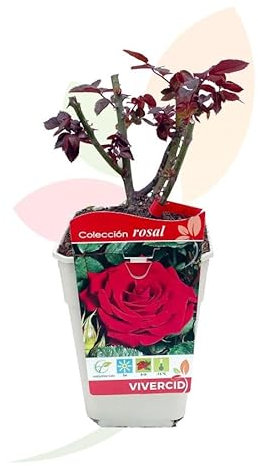 Rosal Arbustivo Rojo Planta Natural que Transforma tu Espacio Exterior
