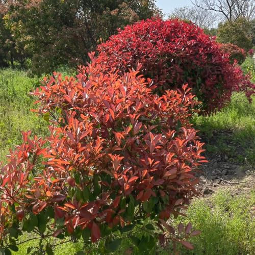 Photinia Red Robin plantas de cobertura níspero resistente semillas de Red Robin criar plantas (plantas de seto) Plantas resistentes para el jardín, arbustos de rápido crecimiento 25pcs