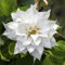 Carbeth Plants 1 x Clematis Duchess of Edinburgh Climbing Plant in 9cm Pot - White Double Petal Summer Flowering Garden Ready Shrub - Deciduous Outdoor Climber for Walls, Fences or Trellis