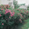 Rosa rugosa Samt Rosenbusch rosa blühende Hecke Vitamin Hagebutten 10 Samen