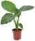 Plant in a Box - Alocasia macrorrhizos - Orecchio di elefante - Vaso 17cm - Altezza 60-70cm