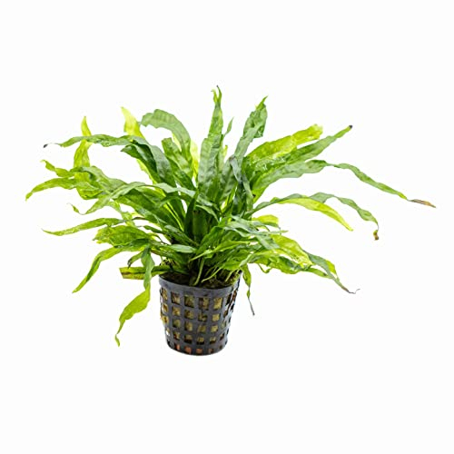 1 Topf Javafarn, Microsorium pteropus, Wasserpflanze für Aquarium zum Aufbinden auf Wurzel oder Steine, anspruchslos