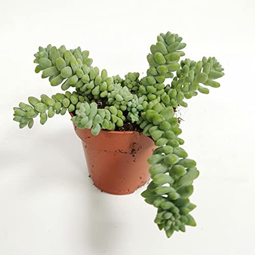 Sedum morganianum Burrito - Burrows Tail, Donkey Tail -Indoor House Plant in 8cm Pot
