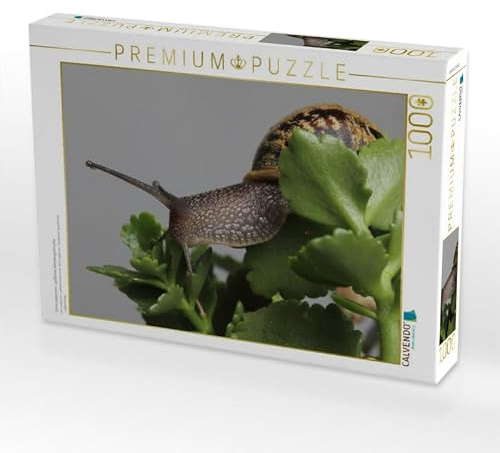 CALVENDO Puzzle Cornu aspersum - gefleckte Weinbergschnecke | 1000 Teile Lege-Größe 64 x 48 cm Foto-Puzzle für glückliche Stunden